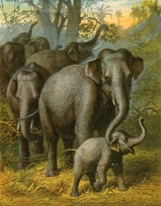 Indian elephants